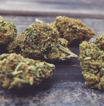 Cannabis-Schwarzmarkt nicht weniger geworden