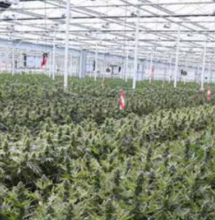 CanAdelaar, la più grande weed farm olandese vittima di furti, reclami e problemi legati agli odori