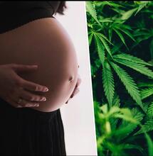 Cannabis während der Schwangerschaft?