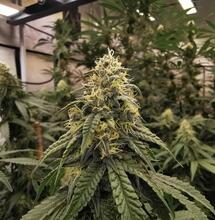 Neue Geschmackskomponente in Cannabis entdeckt