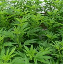 La technique du SCROG expliquée