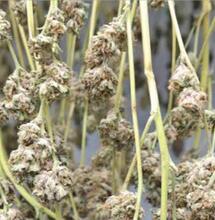 Séchage du cannabis : méthodes traditionnelles et modernes