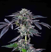 Banana Jealousy pertenece a la última línea de variedades de cannabis feminizadas de Seedsman, lanzada en noviembre de 2023. 