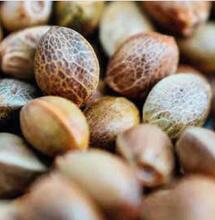 Comment faire germer des graines de cannabis ?