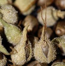 Poliniza las plantas hembras de marihuana