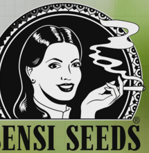 Sensi seeds research - il lancio di una nuova generazione di varietà di cannabis