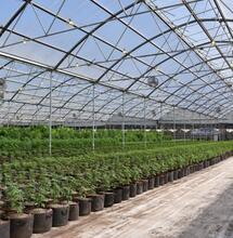 Cannabis e idrogeno per la smart city del futuro