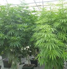 Visite des serres de Terra Aquatica