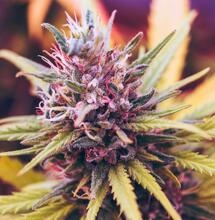 Silencio, se cultiva Red Warlock