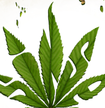  Soft Secrets Selection