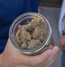 Skladování konopí v mrazáku – dobrý nápad?