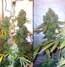 Grow report : Skywalker Haze