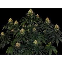 Skywalker OG Auto: Un viaje auto hasta las nubes... ¡y más allá!