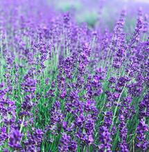 Smoking Cannabis and Lavender