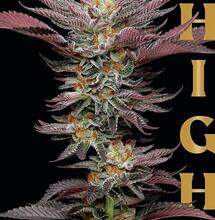 Soft Secrets Selection Janvier 2024