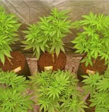 Les avantages de cultiver en sea of green