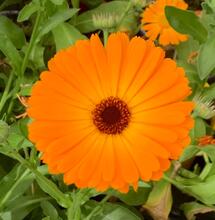  L’autre plante du mois : le Souci (Calendula)