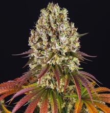 Sour Diesel. Ponadczasowy blask starej szkoły