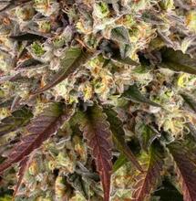 Sour Diesel : un classique indémodable