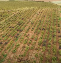 Piantagione distrutta