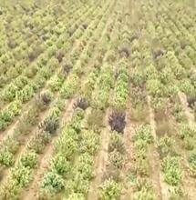 Spanish Police Takes on Largest Hemp Farm in Europe
