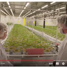 Spuiten en Slikken over het wietexperiment