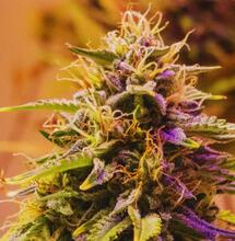 Standaryzacja kannabinoidów w medycznej marihuanie. Jak uzyskać jednolity surowiec