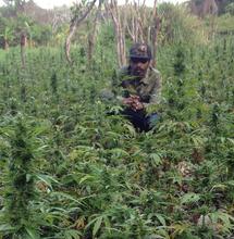 Interview Stoner VIP : Mr Williamz