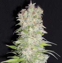 Strawberry Gum; El mejor sabor a fresas con una gran producción