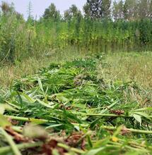 Streit um THC-Grenzwert bei Nutzhanf