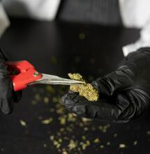 stříhání konopí