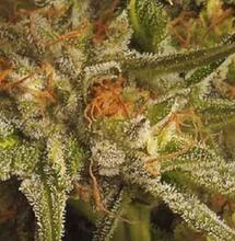 Grow Report : Sugar Bomb Punch