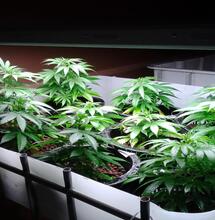 Supercropping, intercropping y Monstercropping en la marihuana.