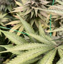 svilušky na konopí