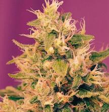 Sweet Amnesia Haze XL Auto®