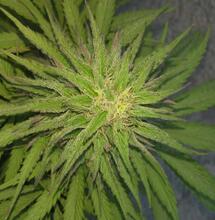 Planifica el próximo cultivo.