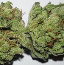 Dos manjares, dos… - Critical Super Silver Haze y Sweet Skunk