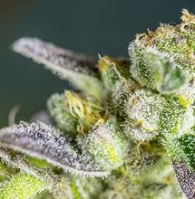 La reina del jardín: Sweet Zkittlez® de Sweet Seeds®