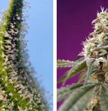 SWEET CHERRY PIE® y BRUCE BANNER AUTO®