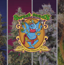 Les nouvelles variétés Sweet Seeds® 2022