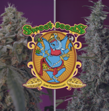 Sweet Cherry Pie® e Bruce Banner Auto®