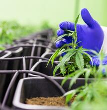 Switzerland launches pilot program for cannabis sales