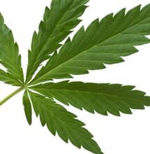 Le Syndicat professionnel du chanvre représente les nouveaux acteurs du CBD