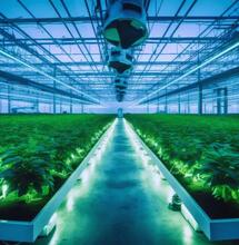 Sztuczna inteligencja w uprawie konopi