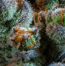 Szwajcarski eksperyment