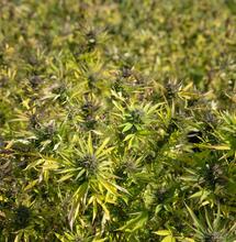 Španělská policie zlikvidovala největší konopnou farmu v Evropě