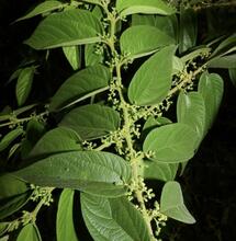 Previously considered a simple weed: Trema micrantha has been found to contain concentrations of CBD, THCA & THC