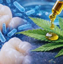THC skutecznie hamuje bakterie próchnicy i biofilmy zębowe
