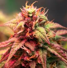 THC, CBD i terpeny zmniejszyły zużycie morfiny o niemal połowę
