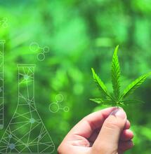 THC-O - nowy syntetyczny kannabinoid